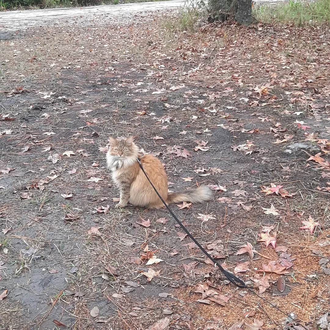 Camper-submitted photo at Hog Pen Landing near Olustee, FL