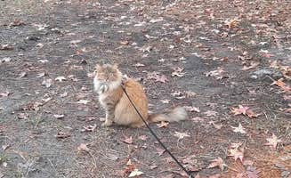 Eric P.'s photo of camping with pets at Hog Pen Landing near Lake Butler, FL