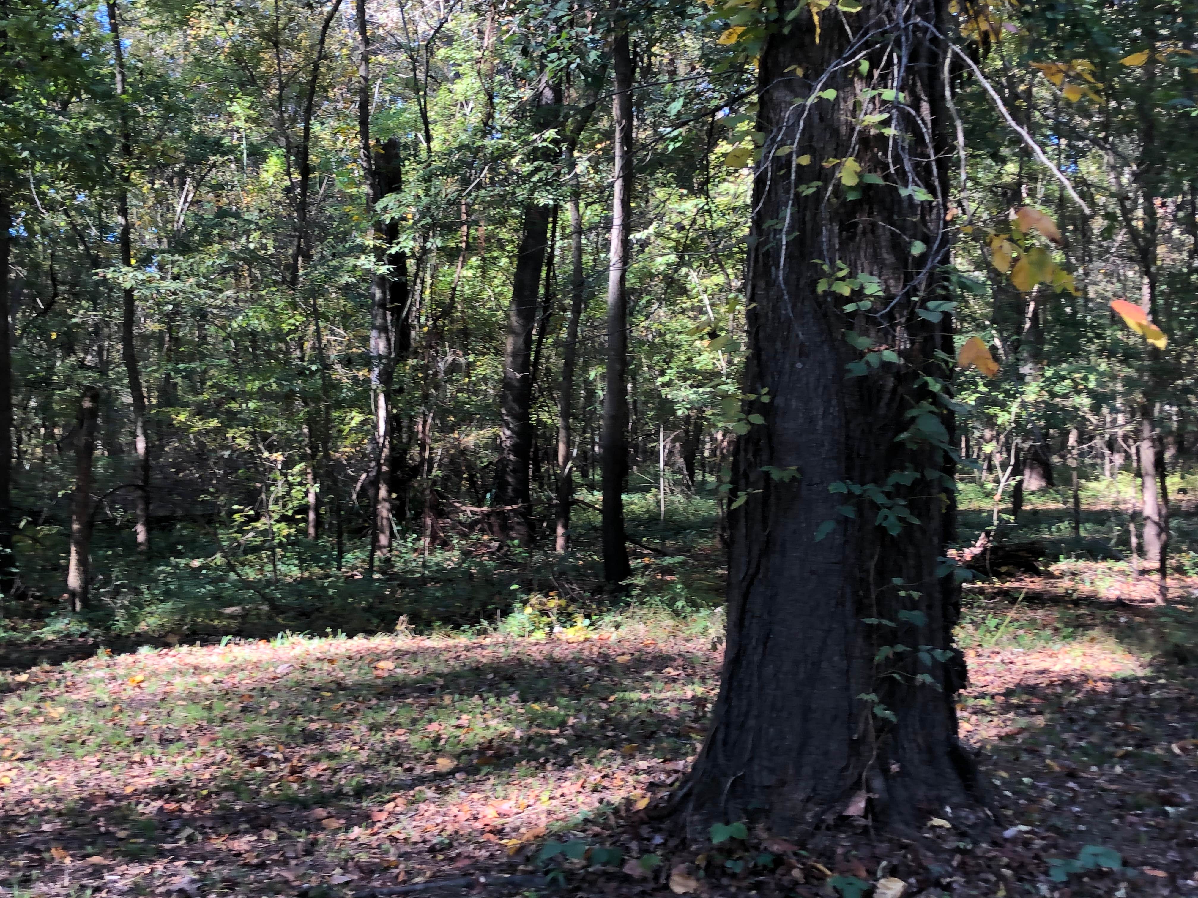 Camper-submitted photo at Fish Lake Campground near Brooklyn, MS