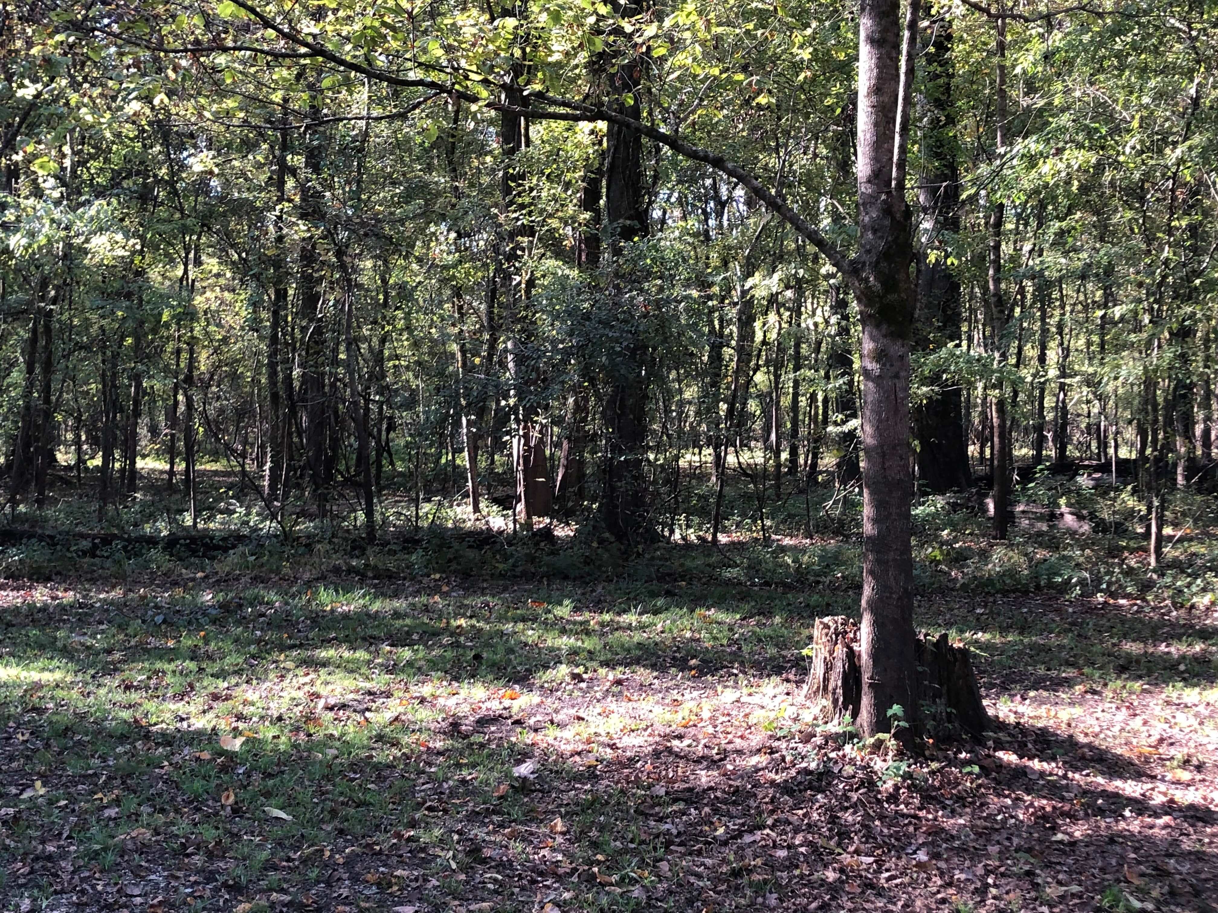 Camper-submitted photo at Fish Lake Campground near Brooklyn, MS