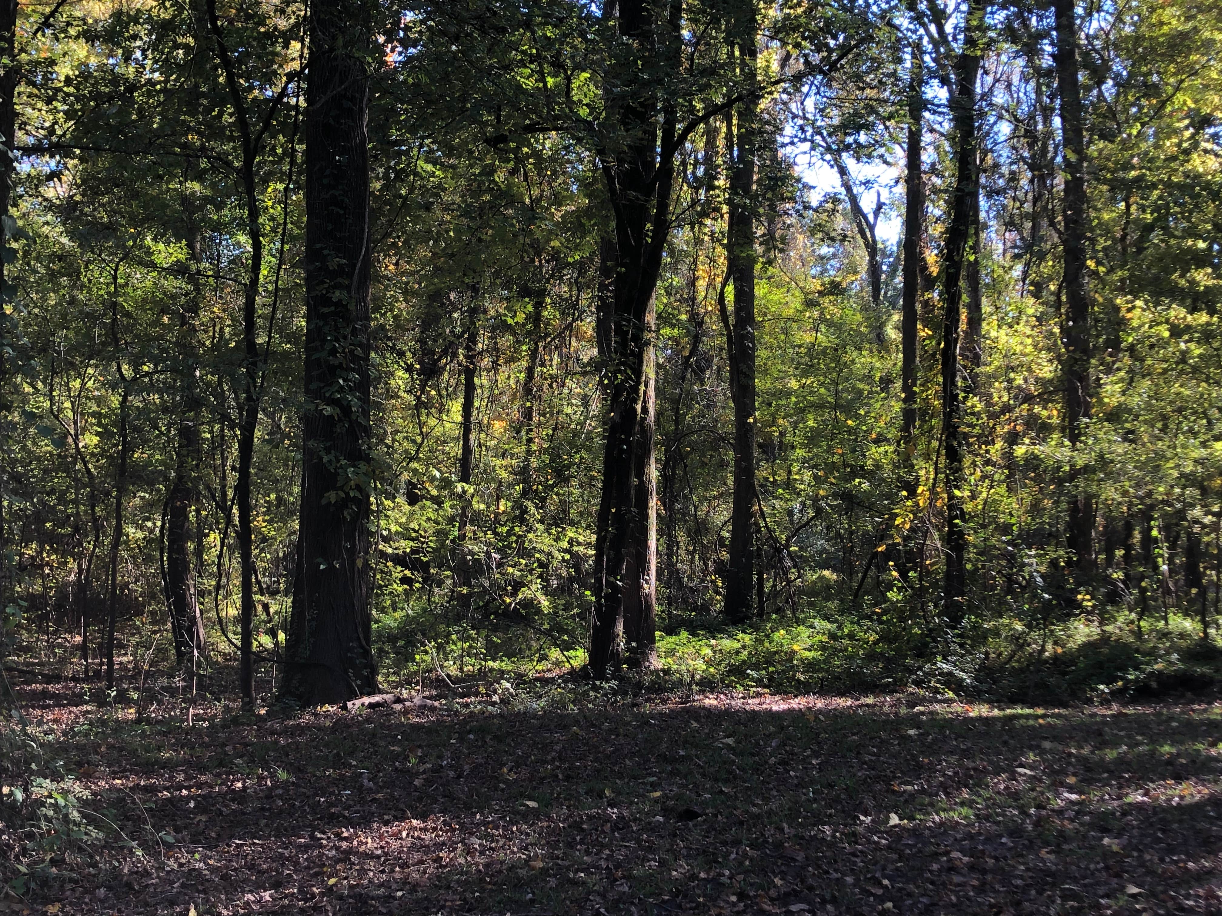 Camper-submitted photo at Fish Lake Campground near Brooklyn, MS
