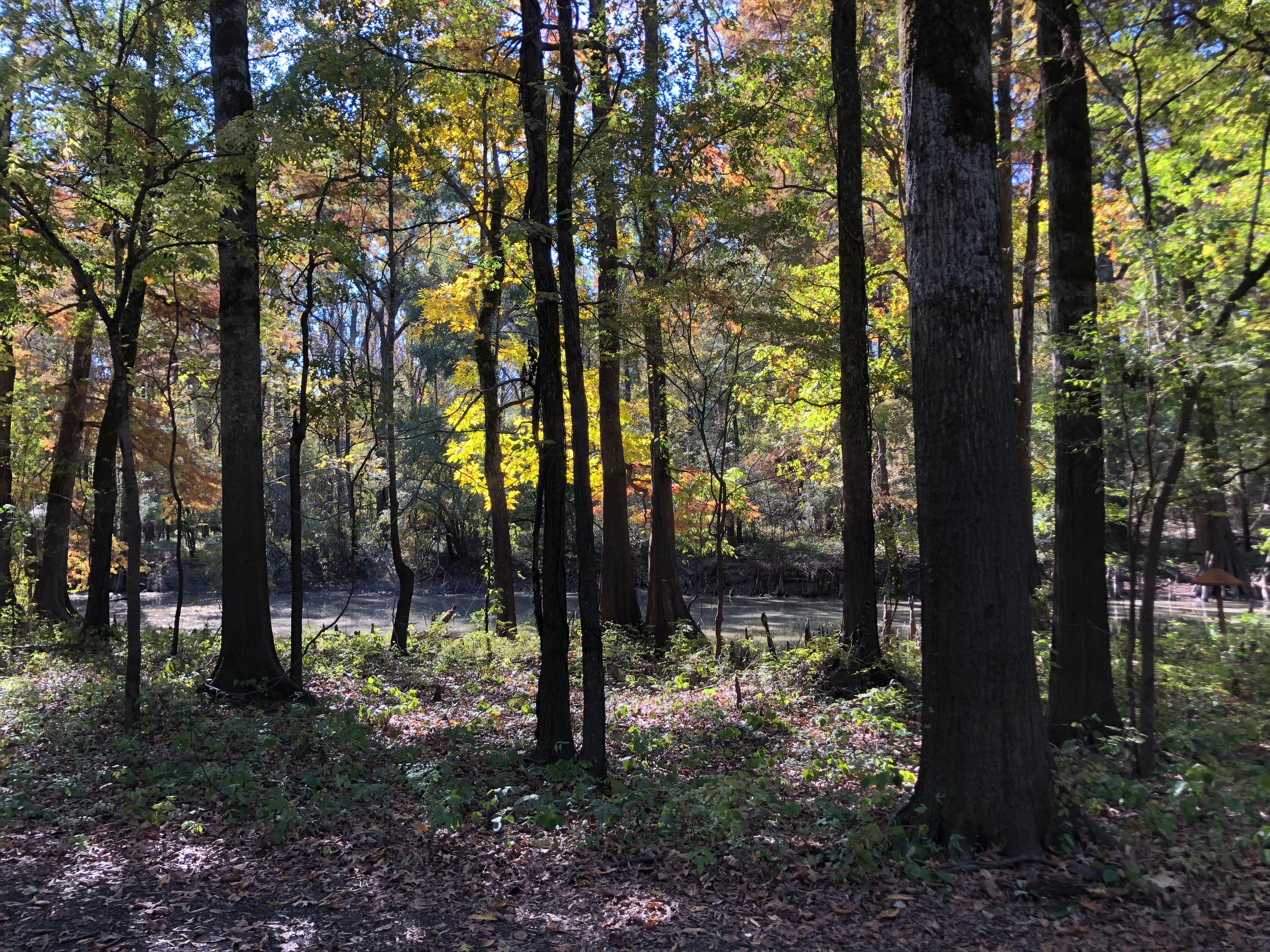 Camper-submitted photo at Fish Lake Campground near Brooklyn, MS