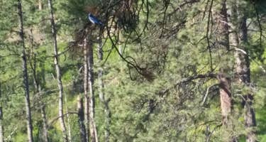 Whispering Pines Campground