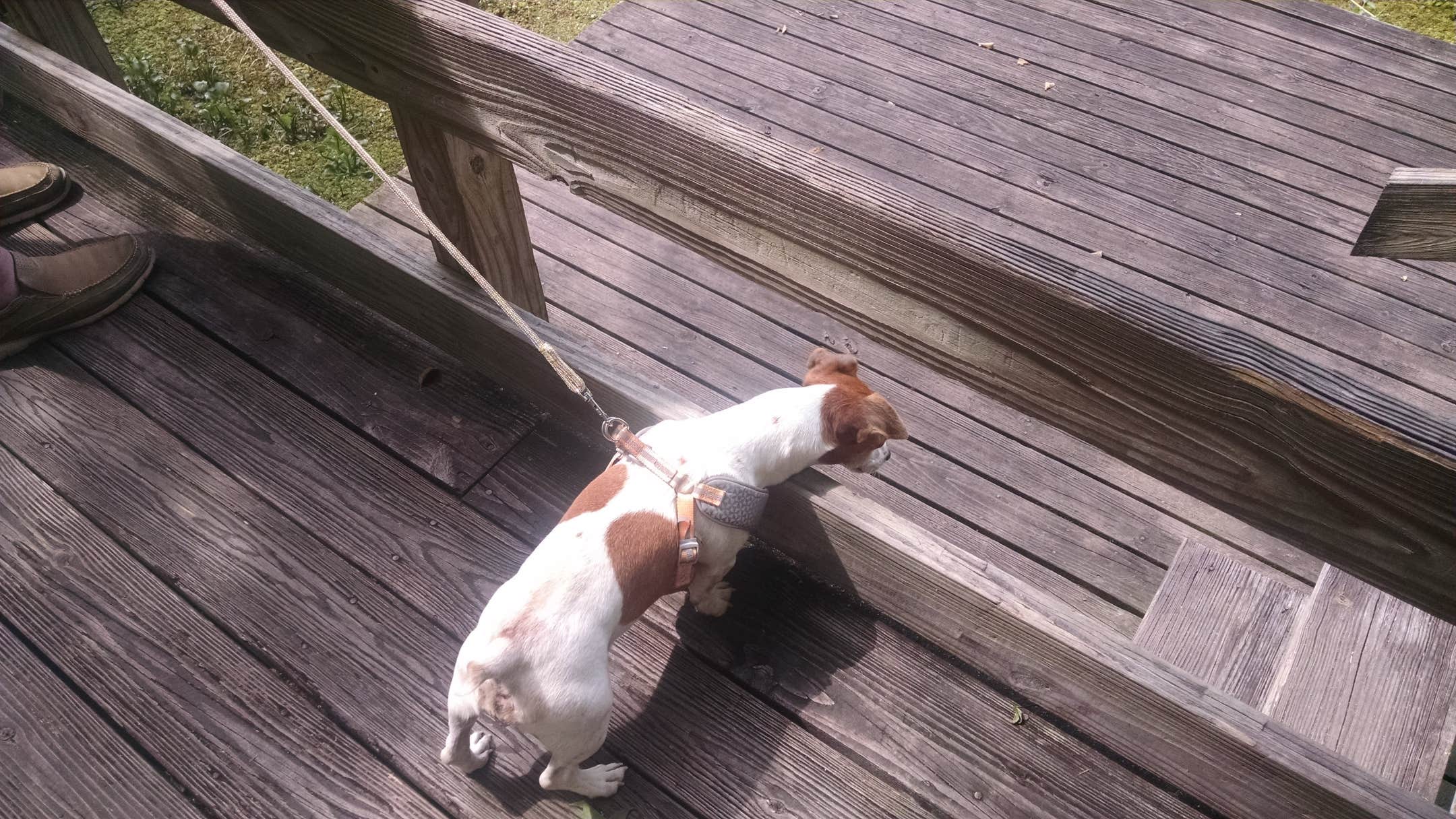 Dottie B.'s photo of camping with pets at Reed Bingham State Park Campground near Valdosta, GA