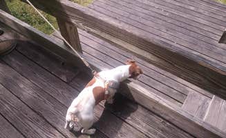 Dottie B.'s photo of camping with pets at Reed Bingham State Park Campground near Albany, GA