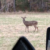 Review photo of Stone Mountain State Park Campground by Charli R., December 15, 2021