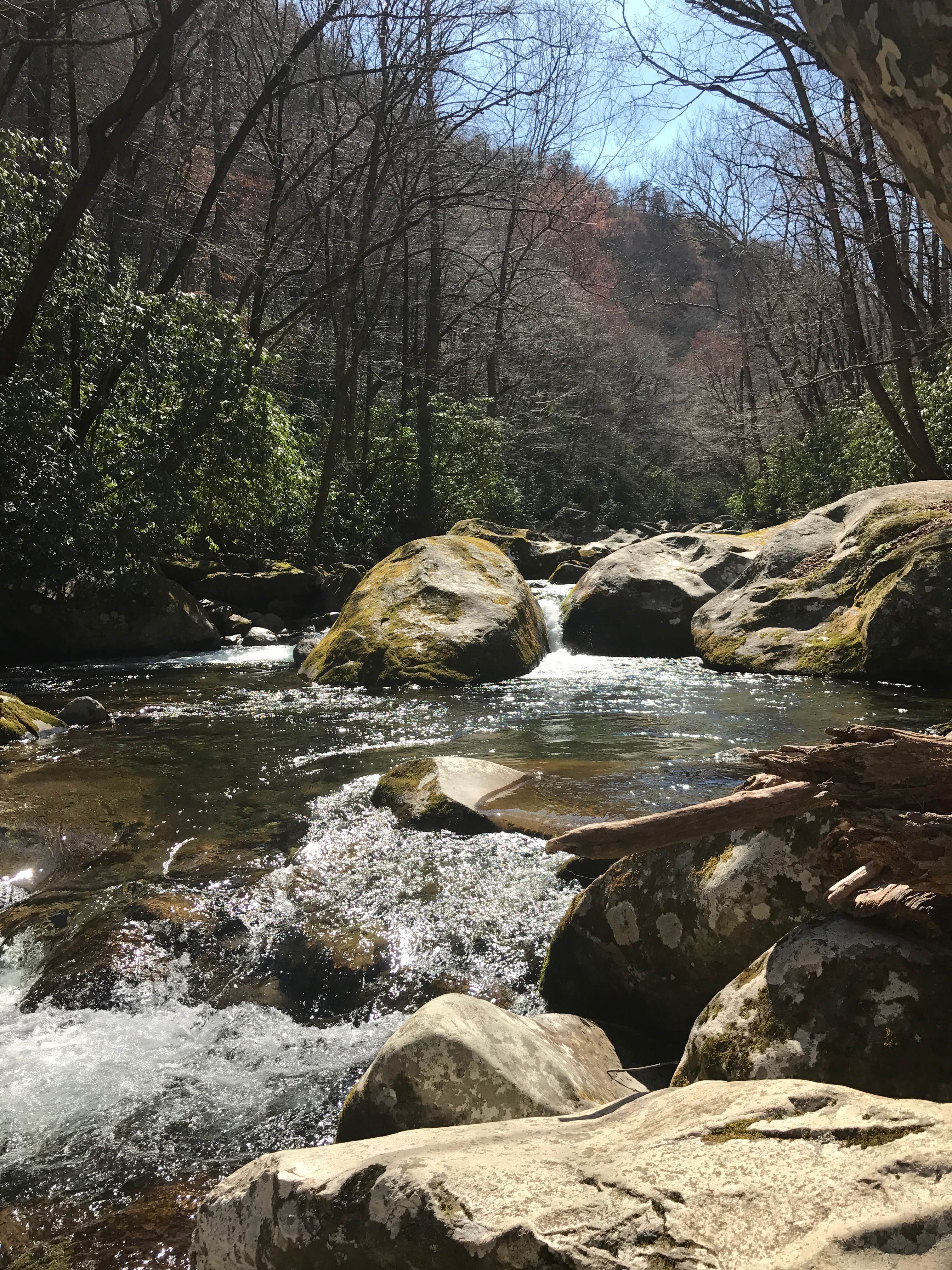 Camper submitted image from Big Creek Campground — Great Smoky Mountains National Park - 3