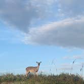 Review photo of North Beach — Padre Island National Seashore by Rob N., December 15, 2021