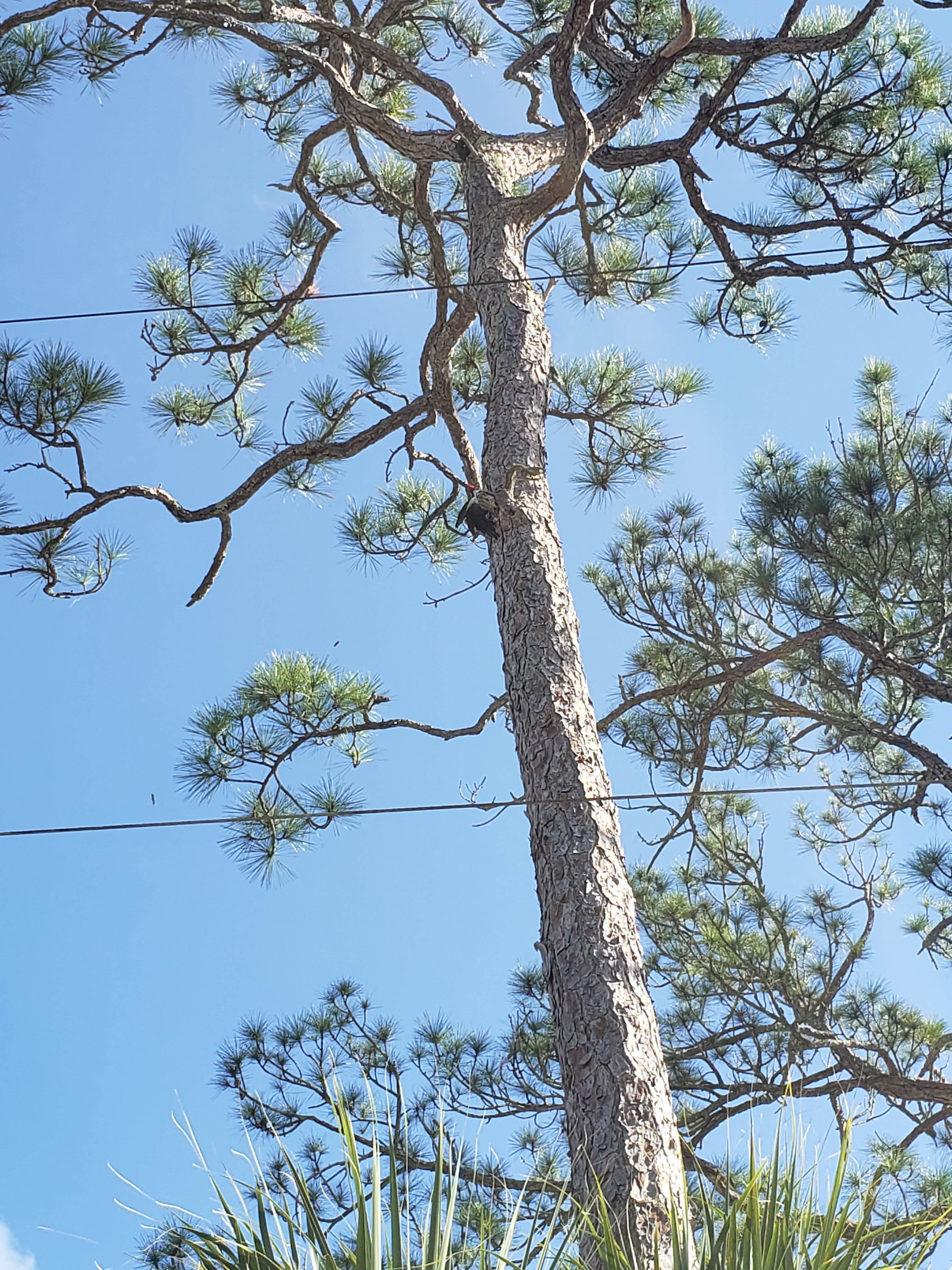 Camper submitted image from River Camground — Jonathan Dickinson State Park - 1