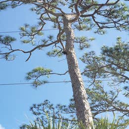 River Camground — Jonathan Dickinson State Park