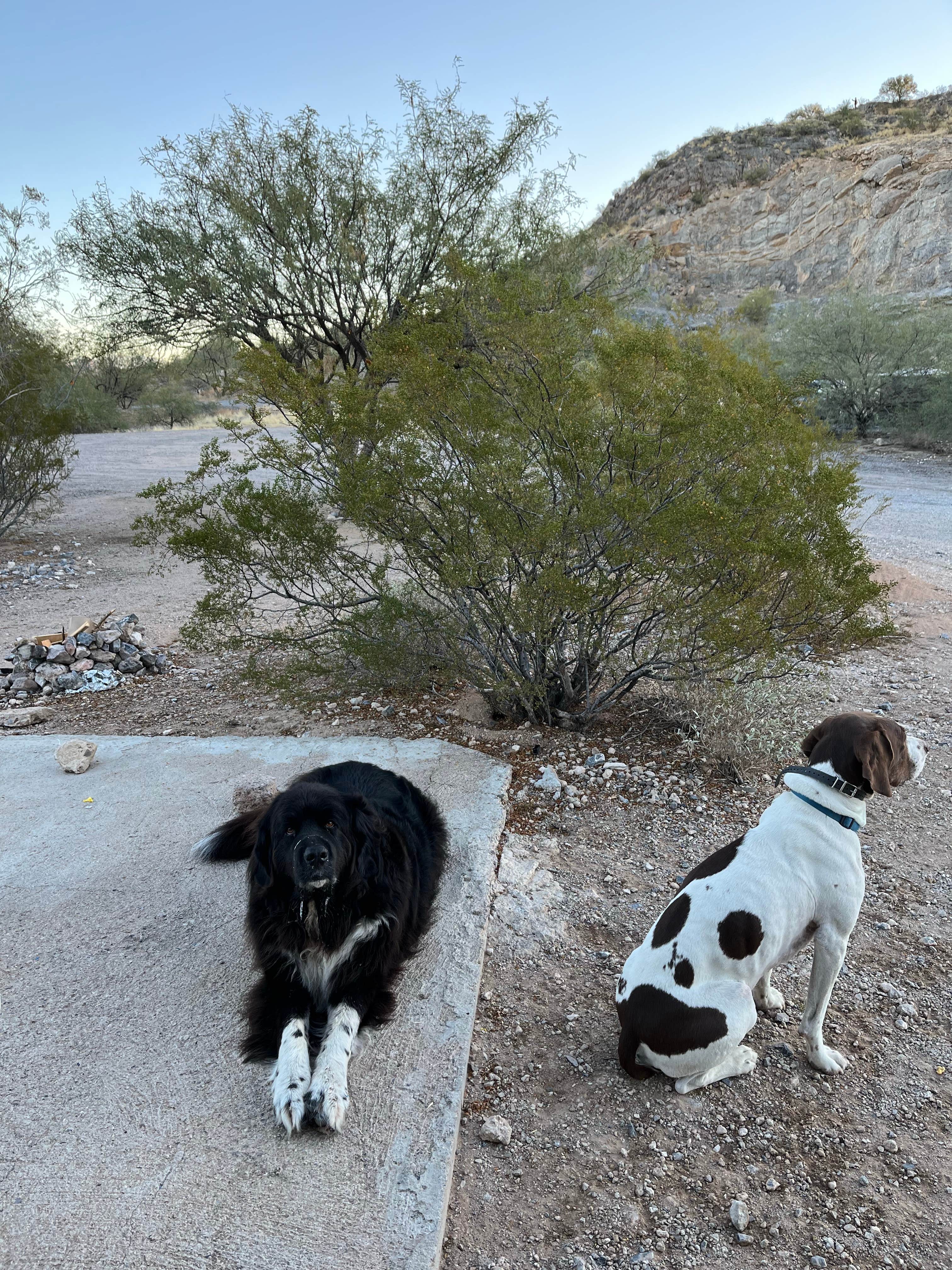 Jessica C.'s photo of camping with pets at Snyder Hill BLM Camping Area near Sahuarita, AZ