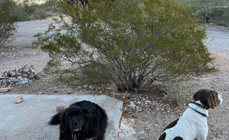 Jessica C.'s photo of camping with pets at Snyder Hill BLM Camping Area near Marana, AZ