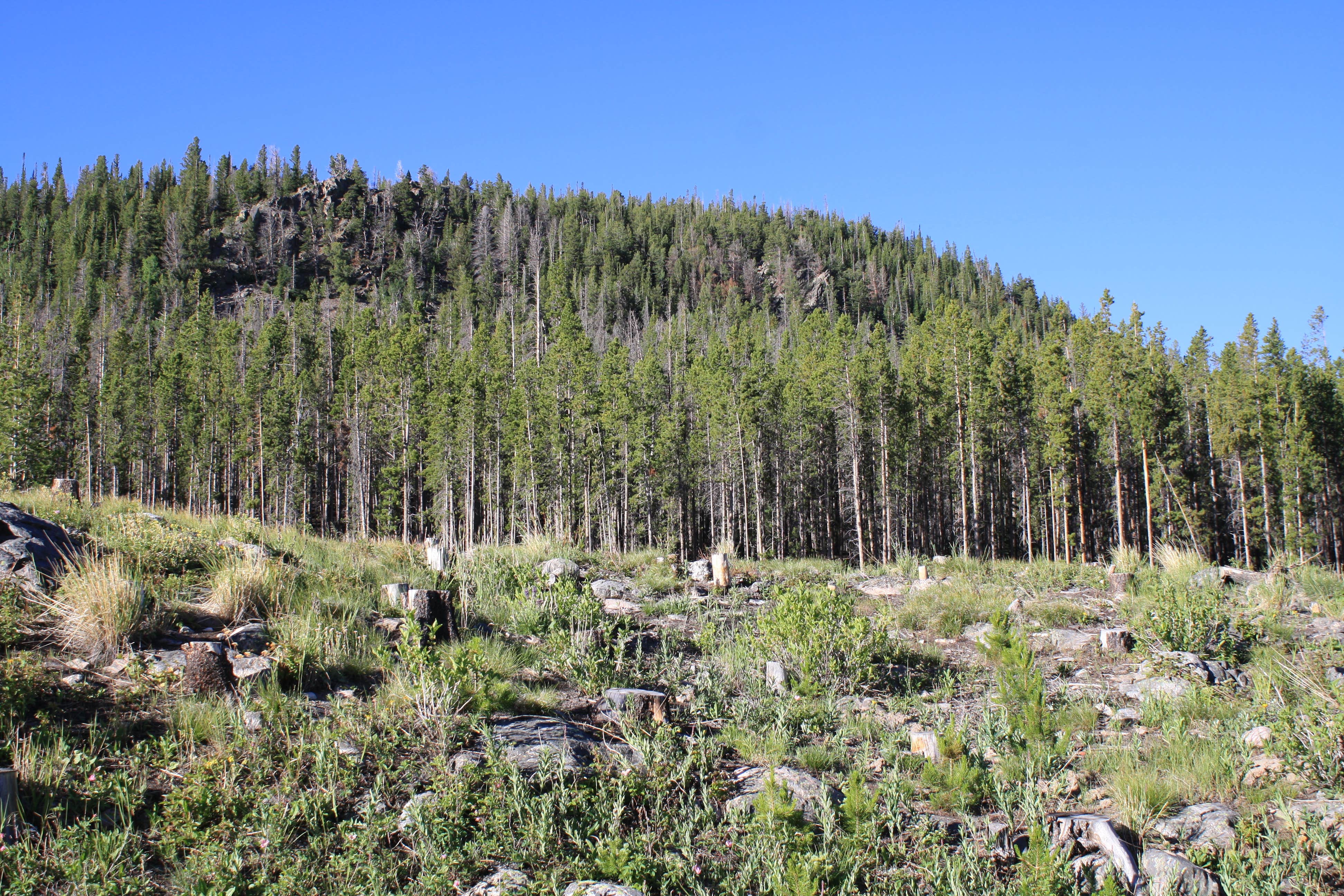 Camper submitted image from Libby Creek Willow Campground - 2