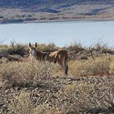 Review photo of Alamo Lake State Park Campground by Bob & Ramona F., December 16, 2021