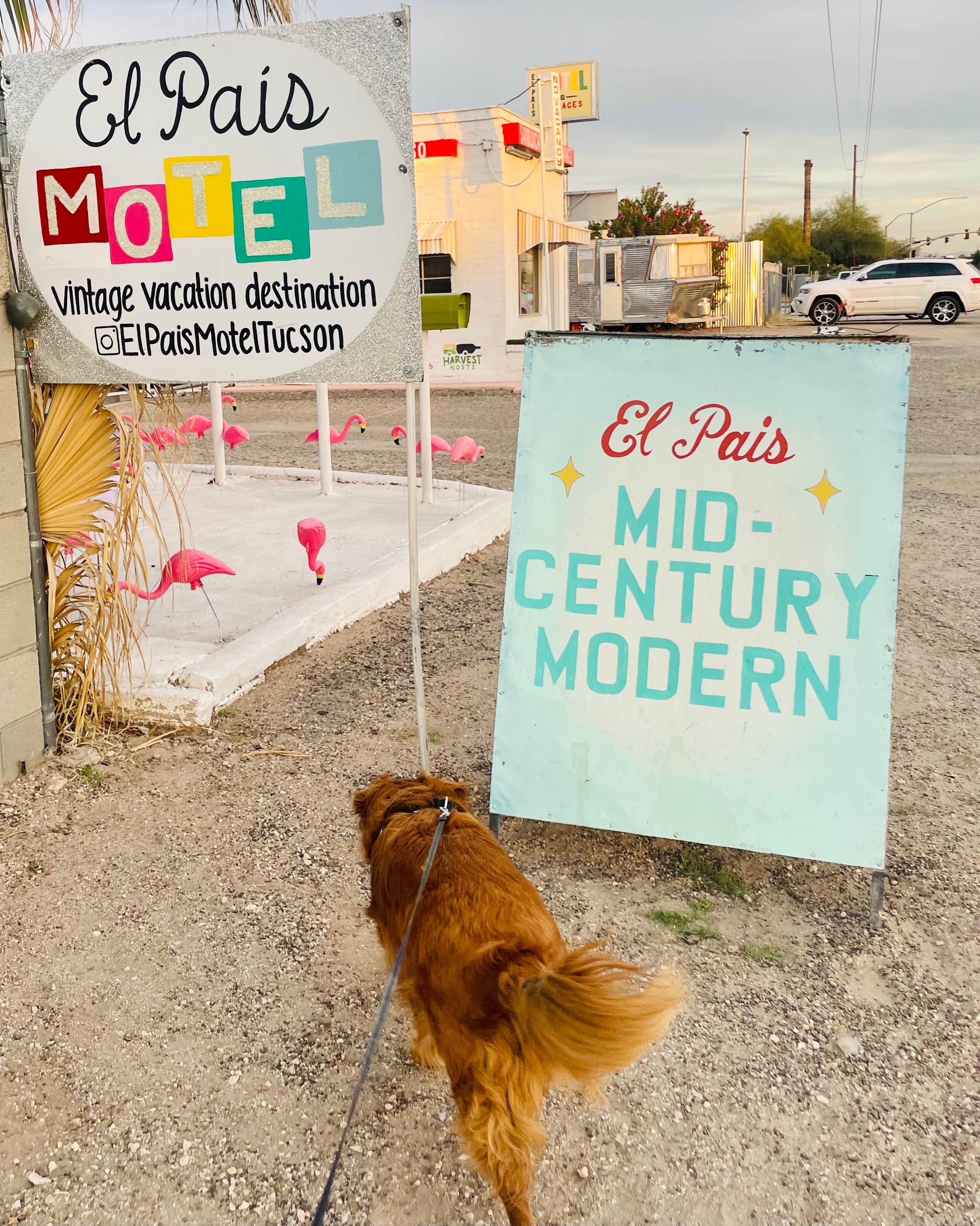 lindsey B.'s photo of camping with pets at El Pais Motel & Campgrounds near Saguaro National Park