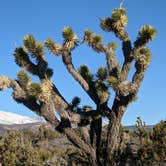 Review photo of Lovell Canyon Dispersed Camping (Spring Mountain) by Alethea , December 18, 2021