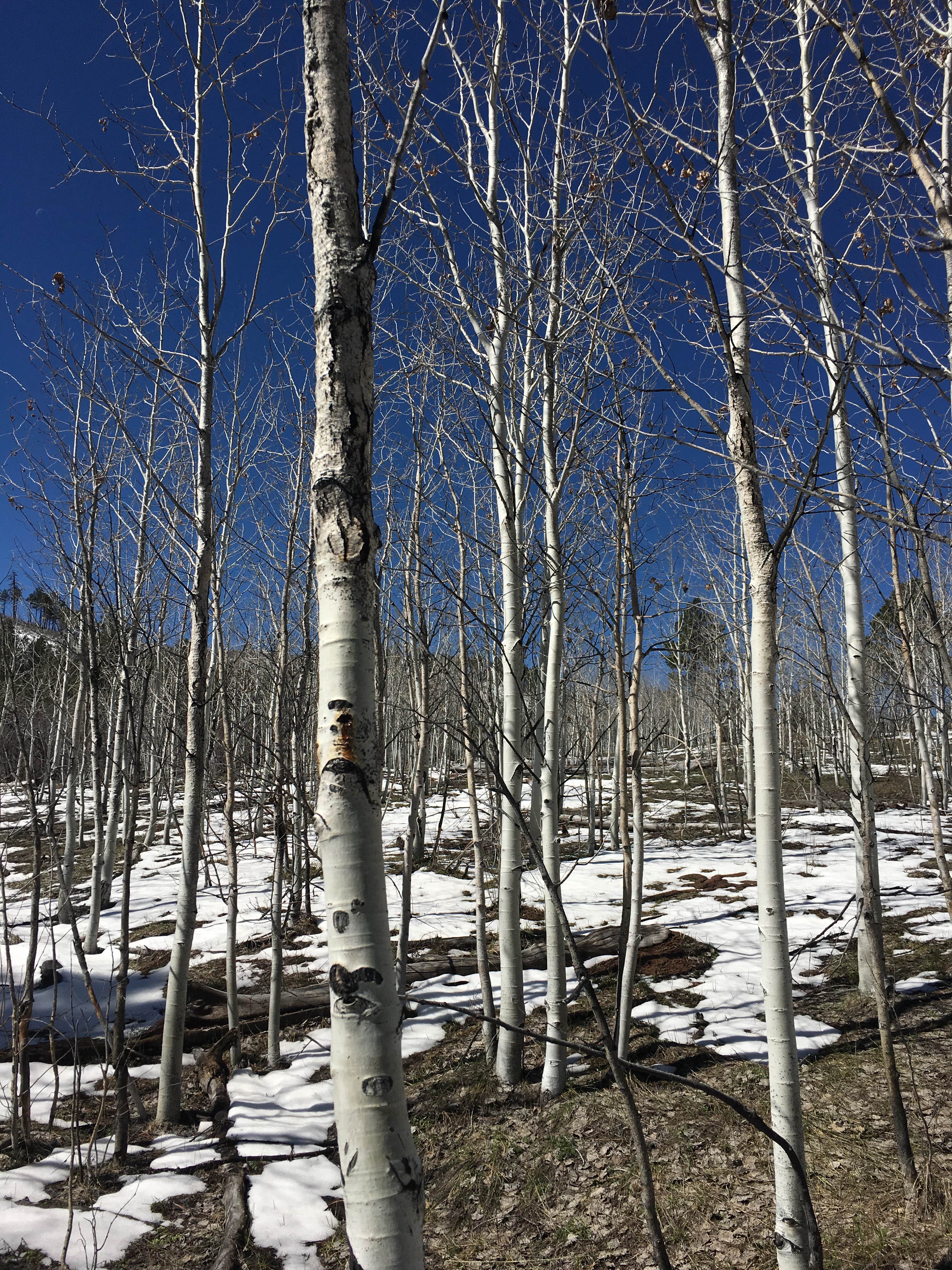 Camper submitted image from Lava Point Campground — Zion National Park - 2