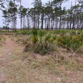 Review photo of Ochlockonee River State Park Campground by Alton S., December 18, 2021