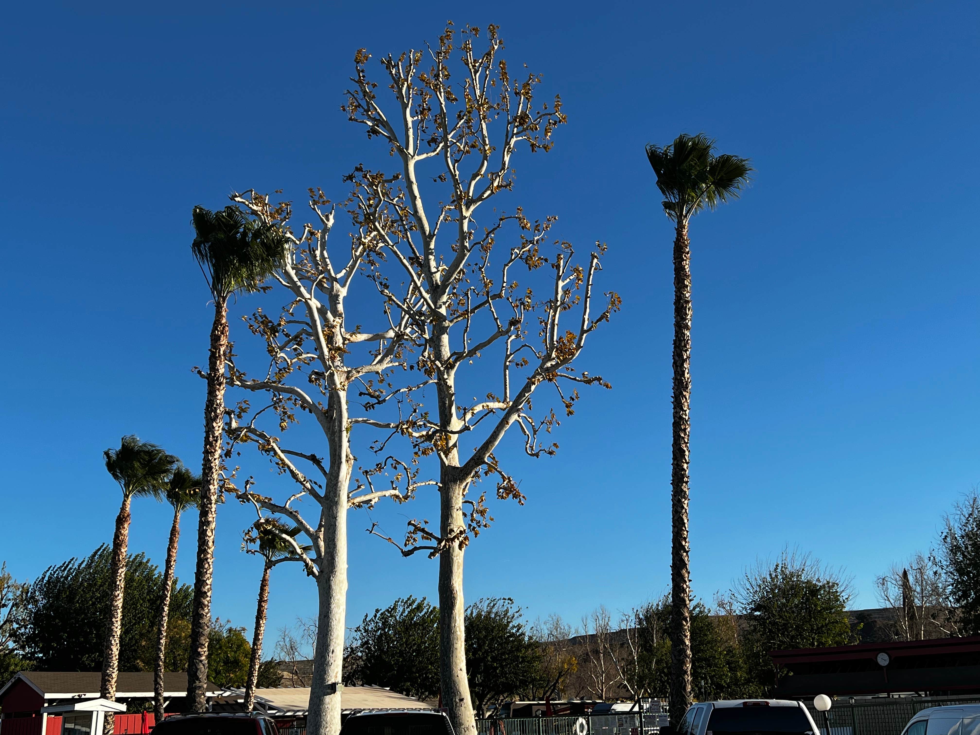 Camper-submitted photo at Valencia Travel Village near Universal City, CA