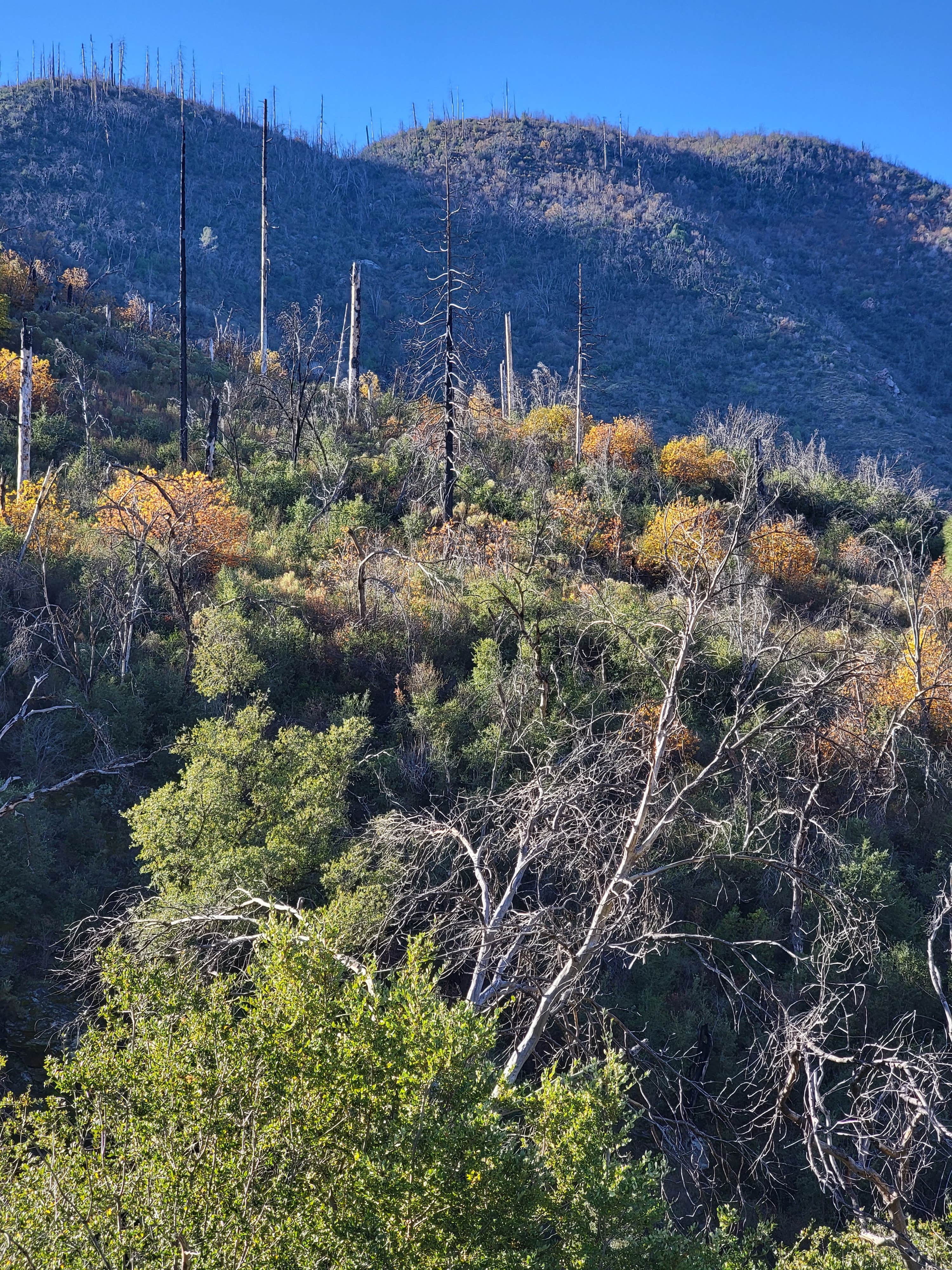 Camper-submitted photo at South Fork Campground — Sequoia National Park near Three Rivers, CA