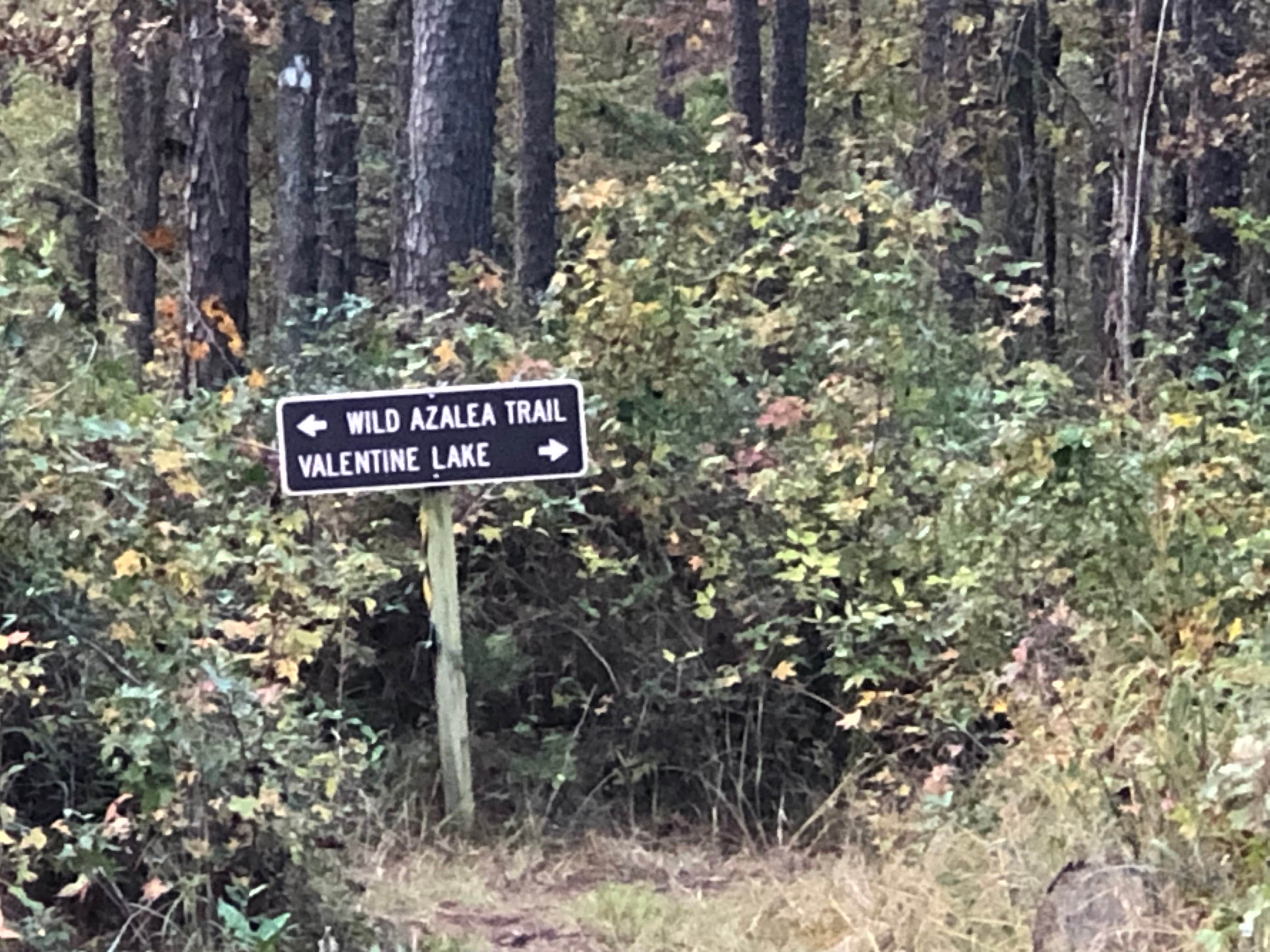 Camper submitted image from Valentine Lake Wild Azalea Trail - 2