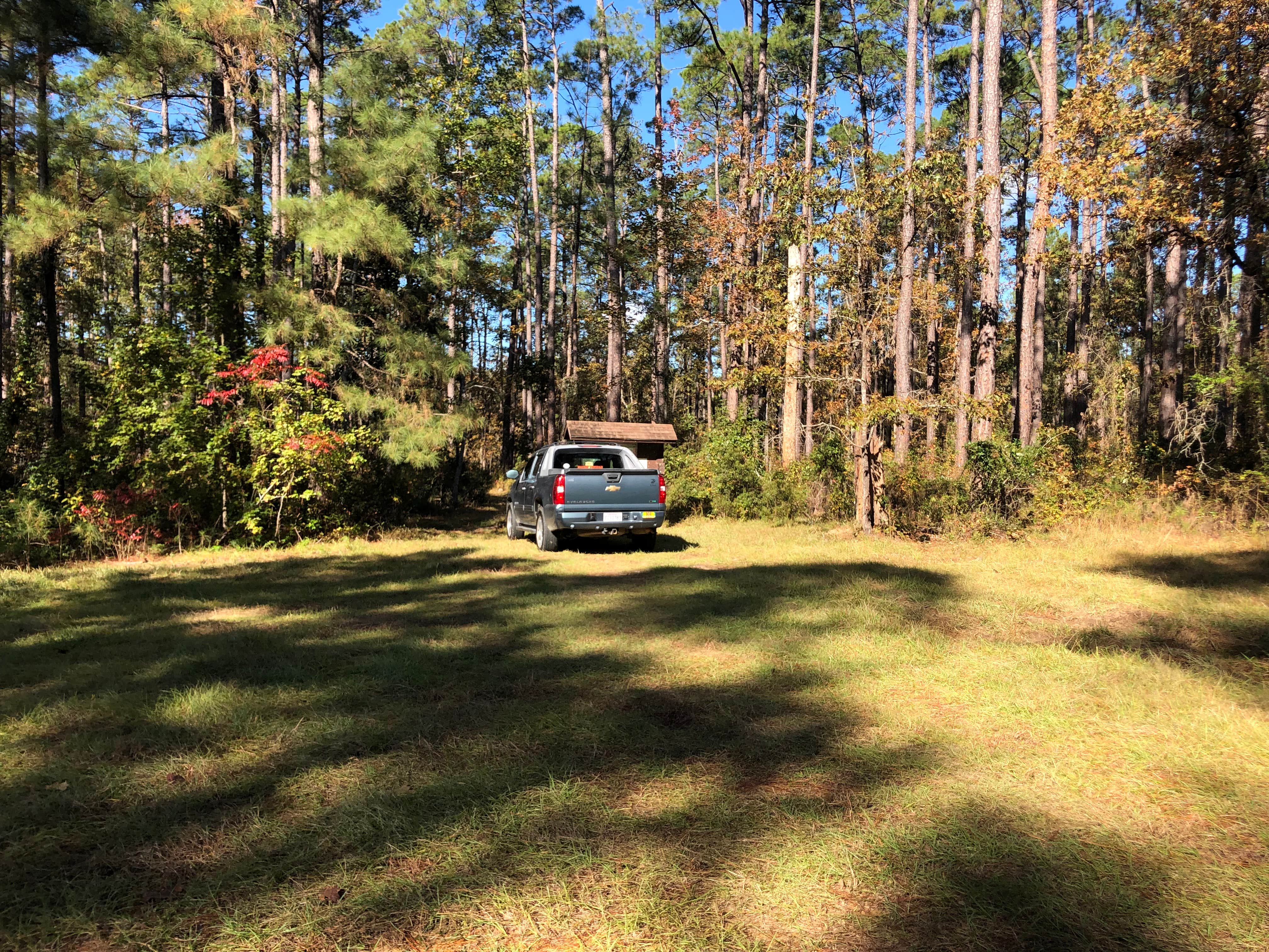 Camper-submitted photo at Valentine Lake Wild Azalea Trail near Pineville, LA