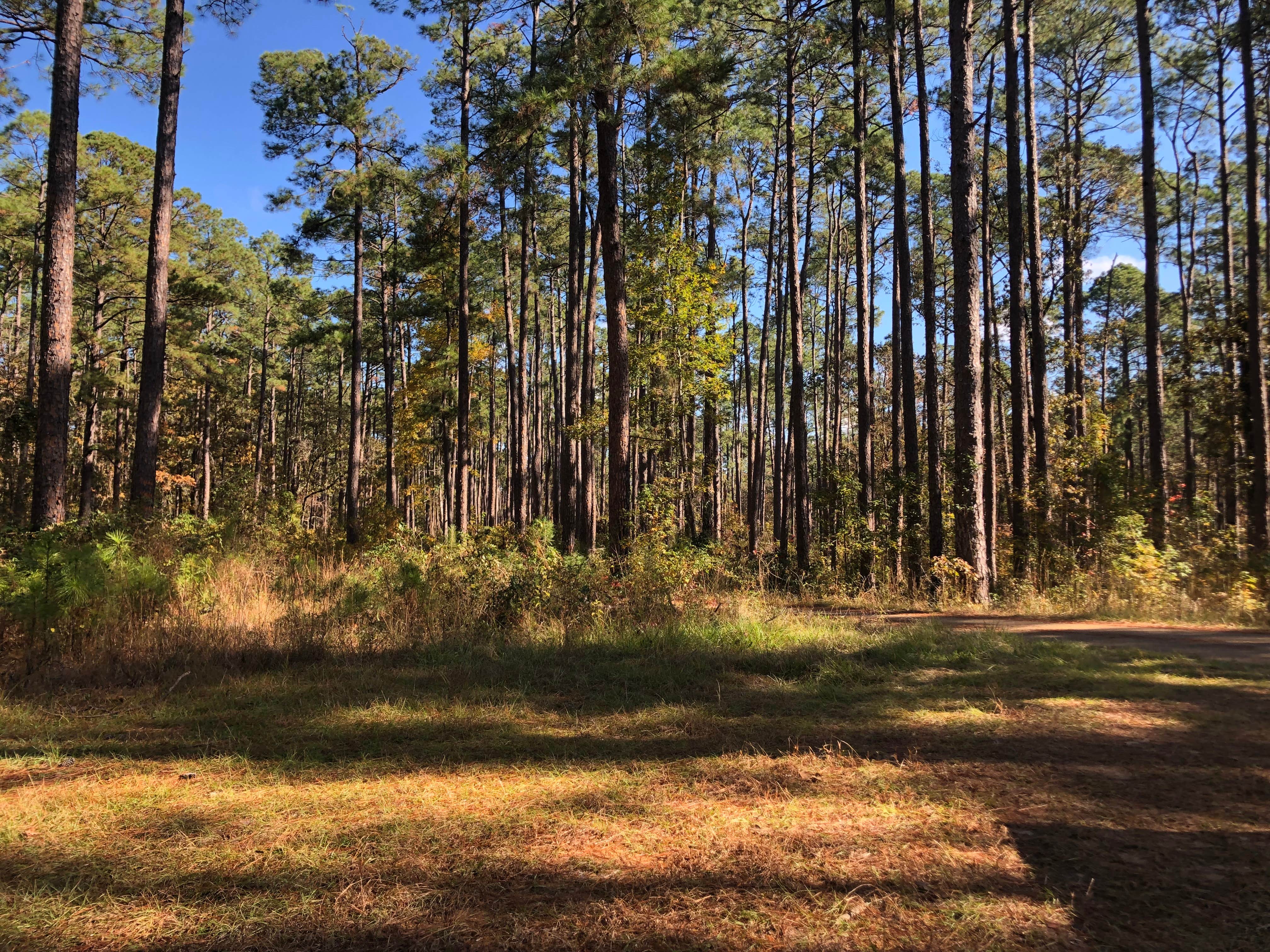 Camper-submitted photo at Valentine Lake Wild Azalea Trail near Pineville, LA