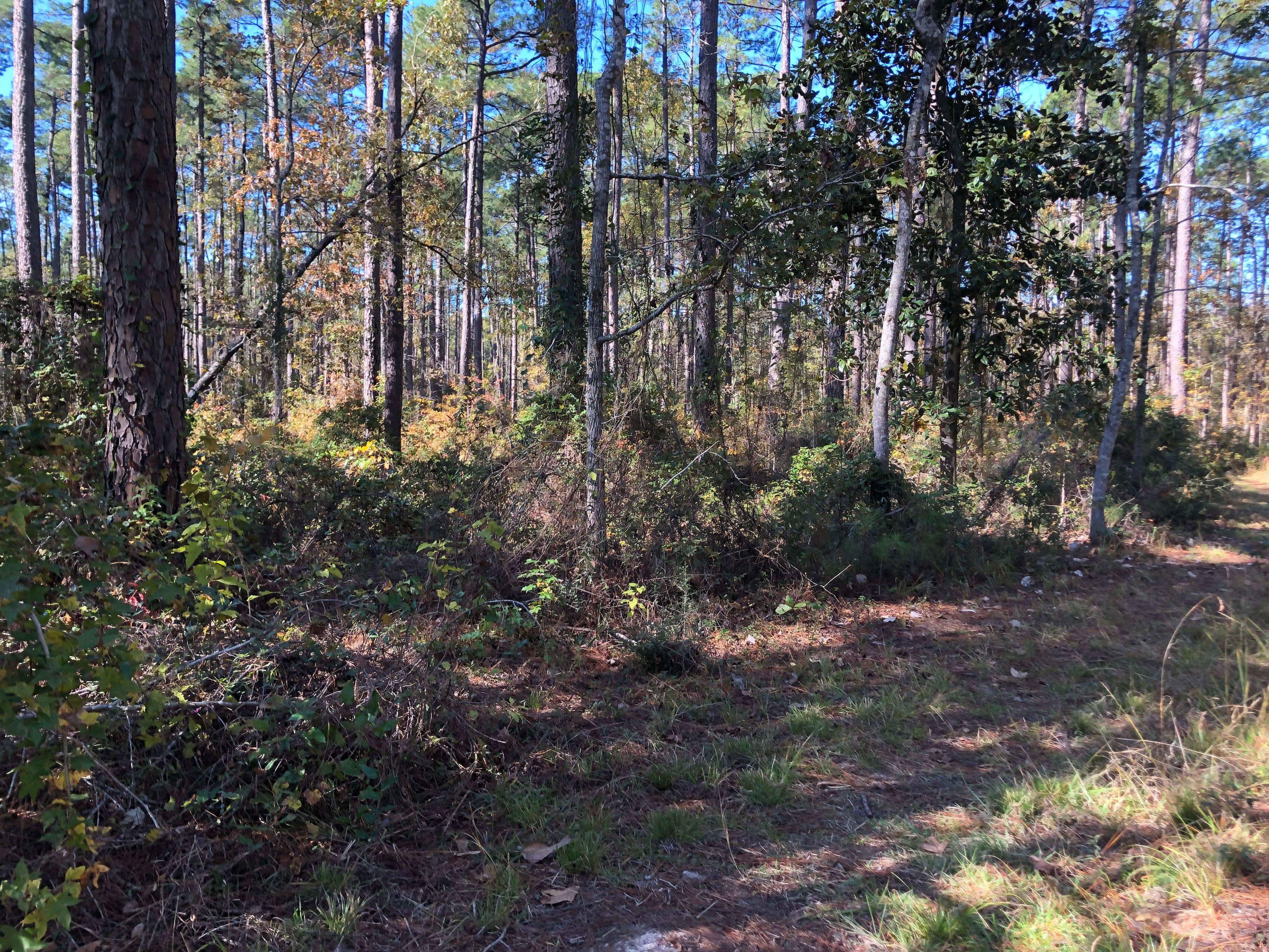 Camper-submitted photo at Valentine Lake Wild Azalea Trail near Pineville, LA