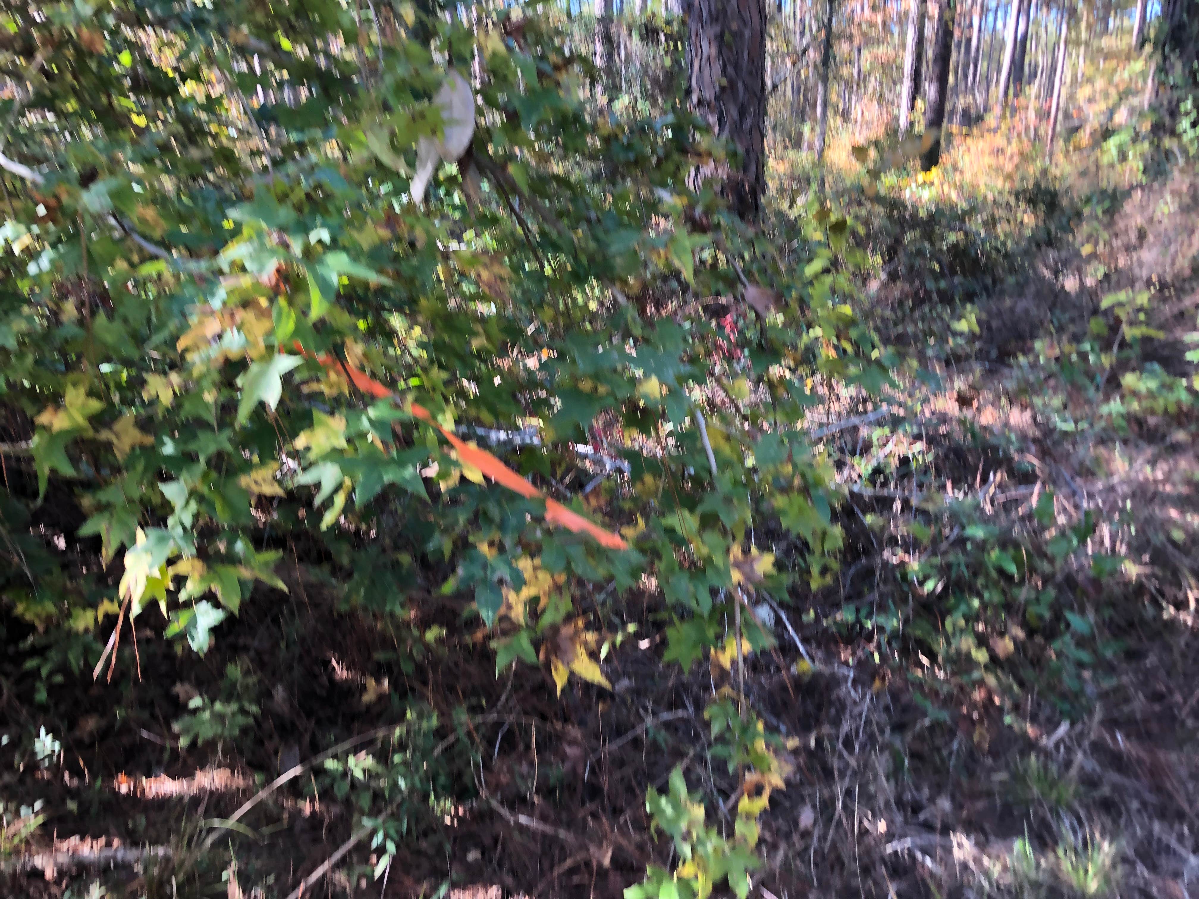 Camper-submitted photo at Valentine Lake Wild Azalea Trail near Pineville, LA