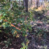 Review photo of Valentine Lake Wild Azalea Trail by N I., November 19, 2021