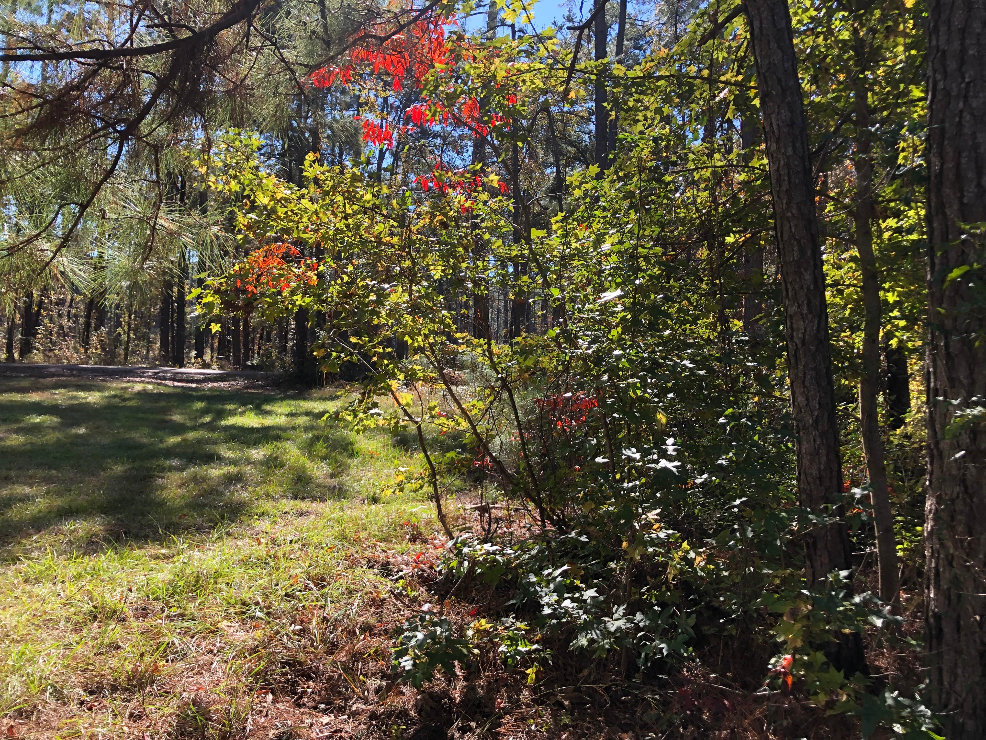 Camper-submitted photo at Valentine Lake Wild Azalea Trail near Pineville, LA