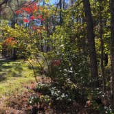 Review photo of Valentine Lake Wild Azalea Trail by N I., November 19, 2021