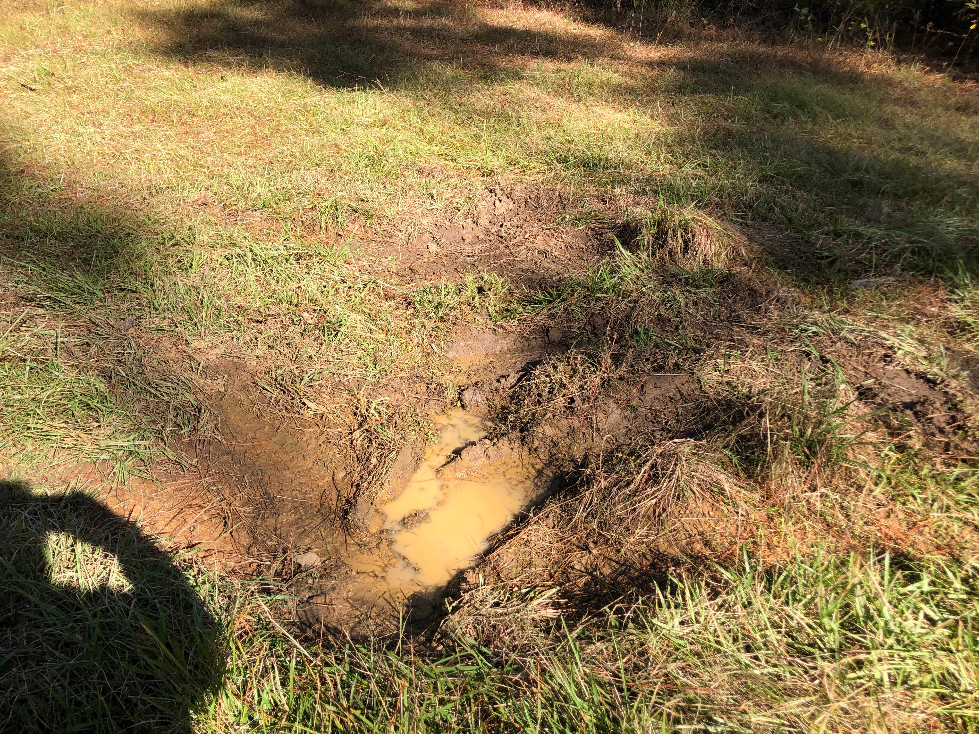Camping near Hunters Camp - Calcasieu Ranger District: Valentine Lake Wild Azalea Trail, Gardner, Louisiana