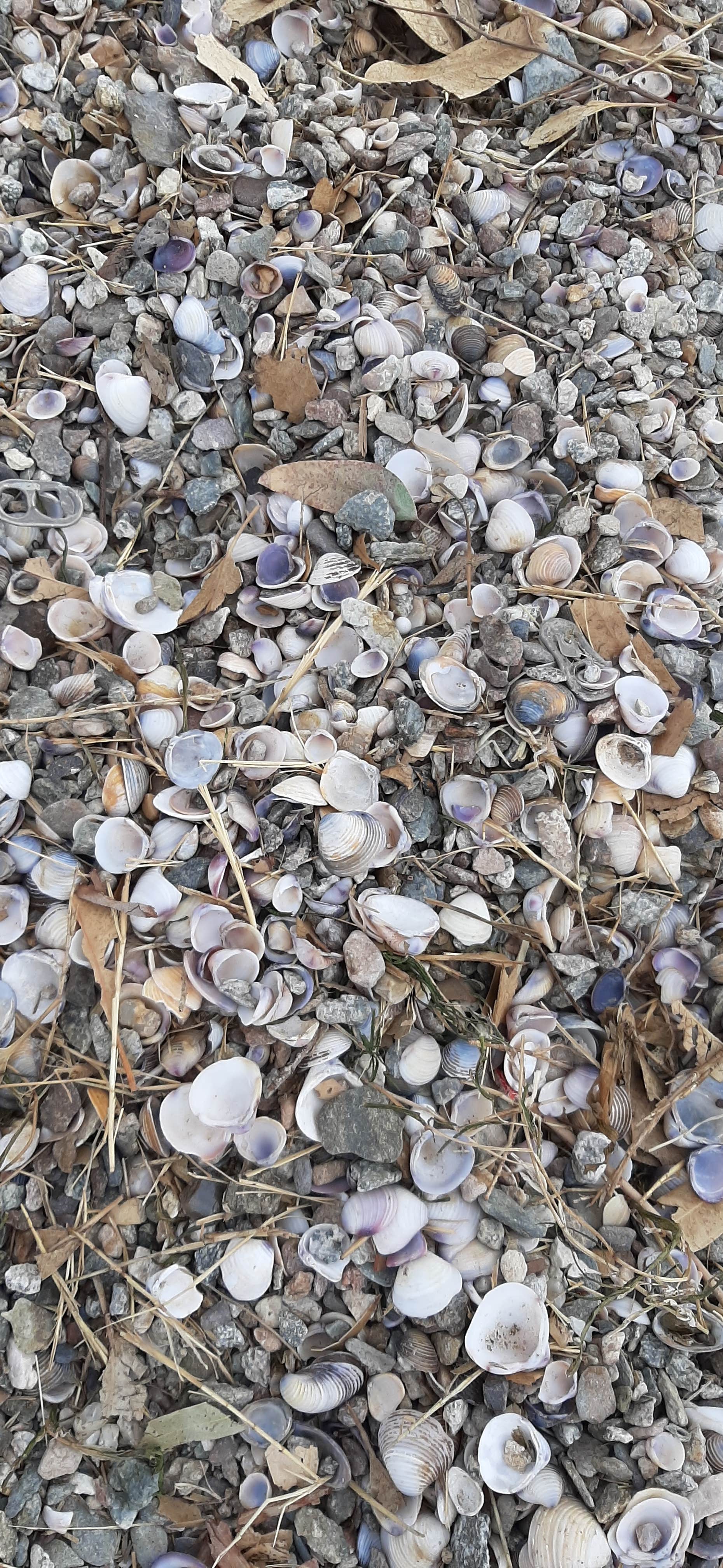 Camper-submitted photo at La Paz County Park near Earp, CA