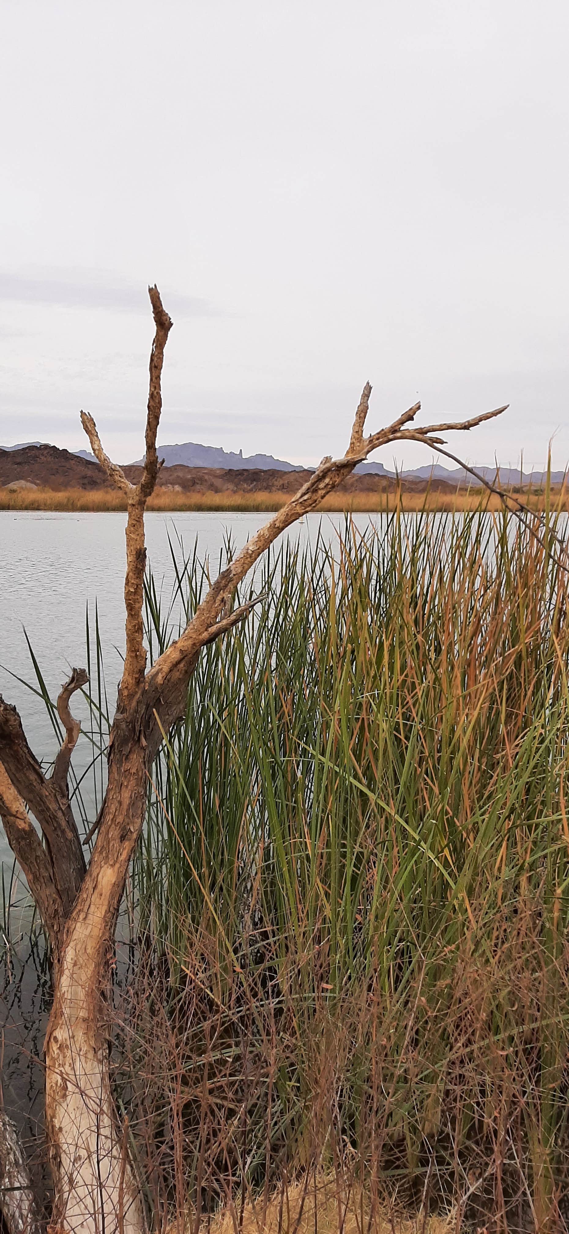 Camper-submitted photo at BlueWater Resort & Casino near Parker, AZ