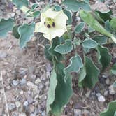 Review photo of Catalina State Park Campground by Pamela K., December 19, 2021