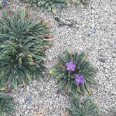 Review photo of Catalina State Park Campground by Pamela K., December 19, 2021