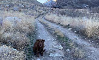 Cheryl M.'s photo of camping with pets at Camp Lamoille-Dispersed Camping near Spring Creek, NV