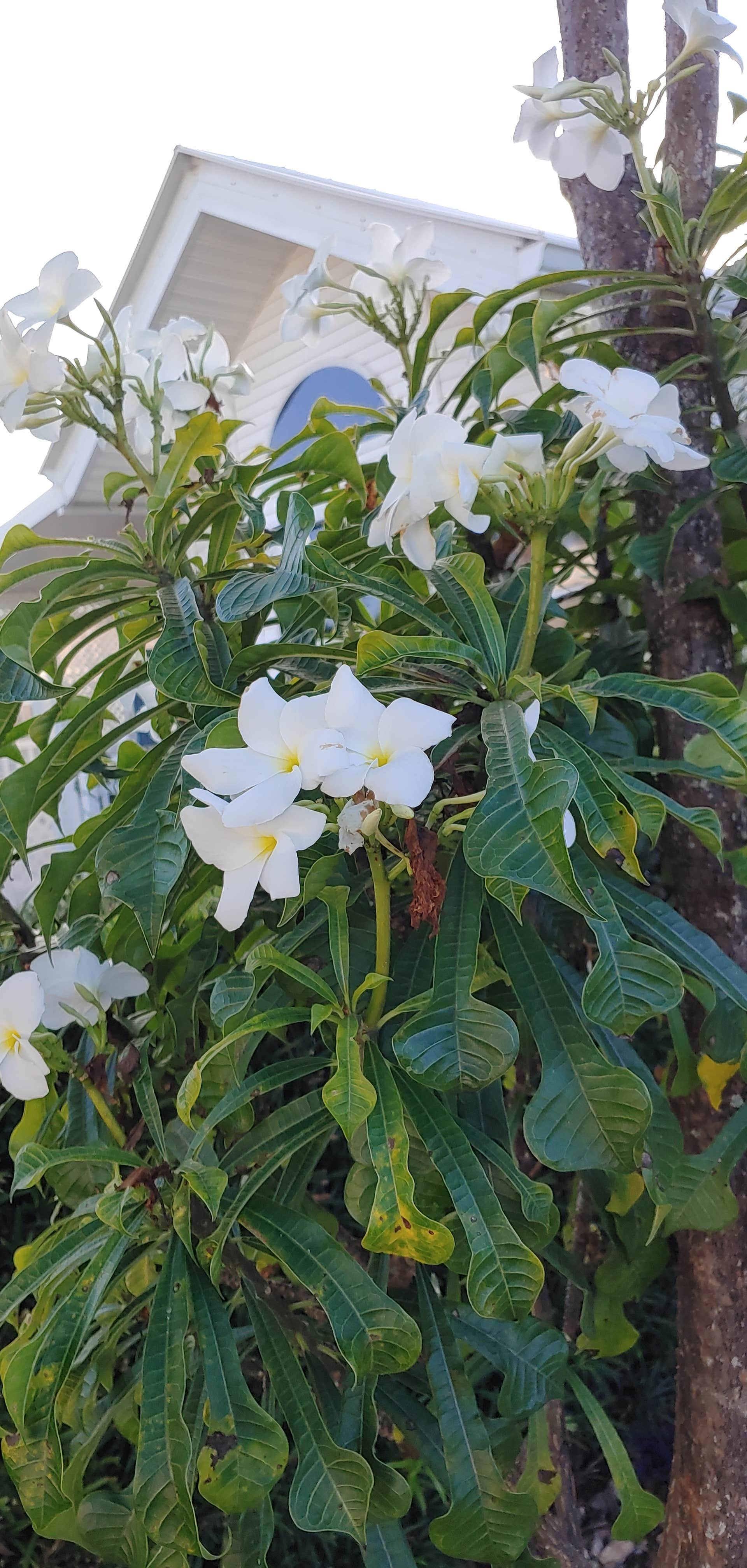 Camper-submitted photo at Juno Ocean Walk RV Resort near Jupiter, FL