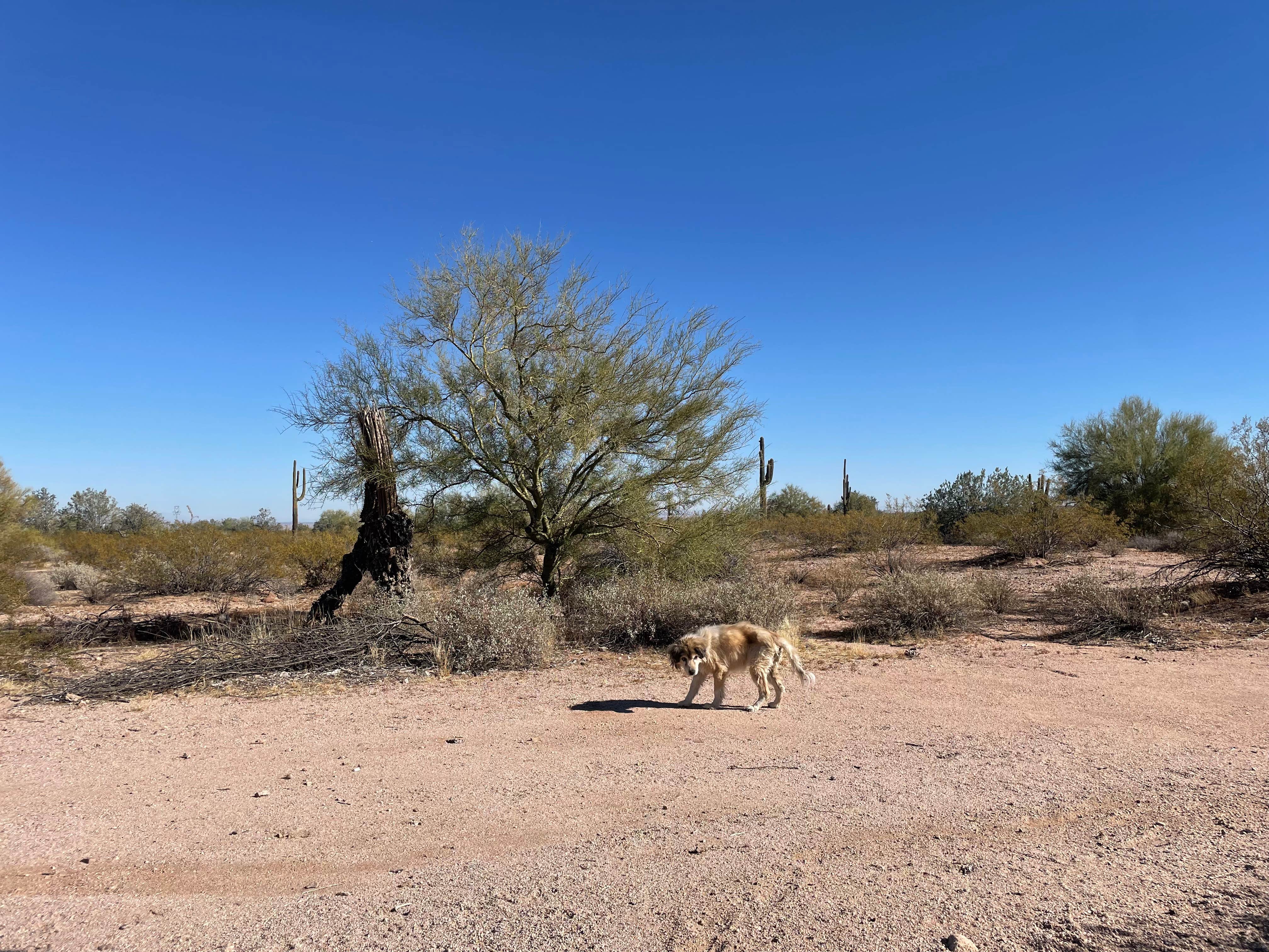 Christopher A.'s photo of camping with pets at West Pinal County Park near Arizona City, AZ