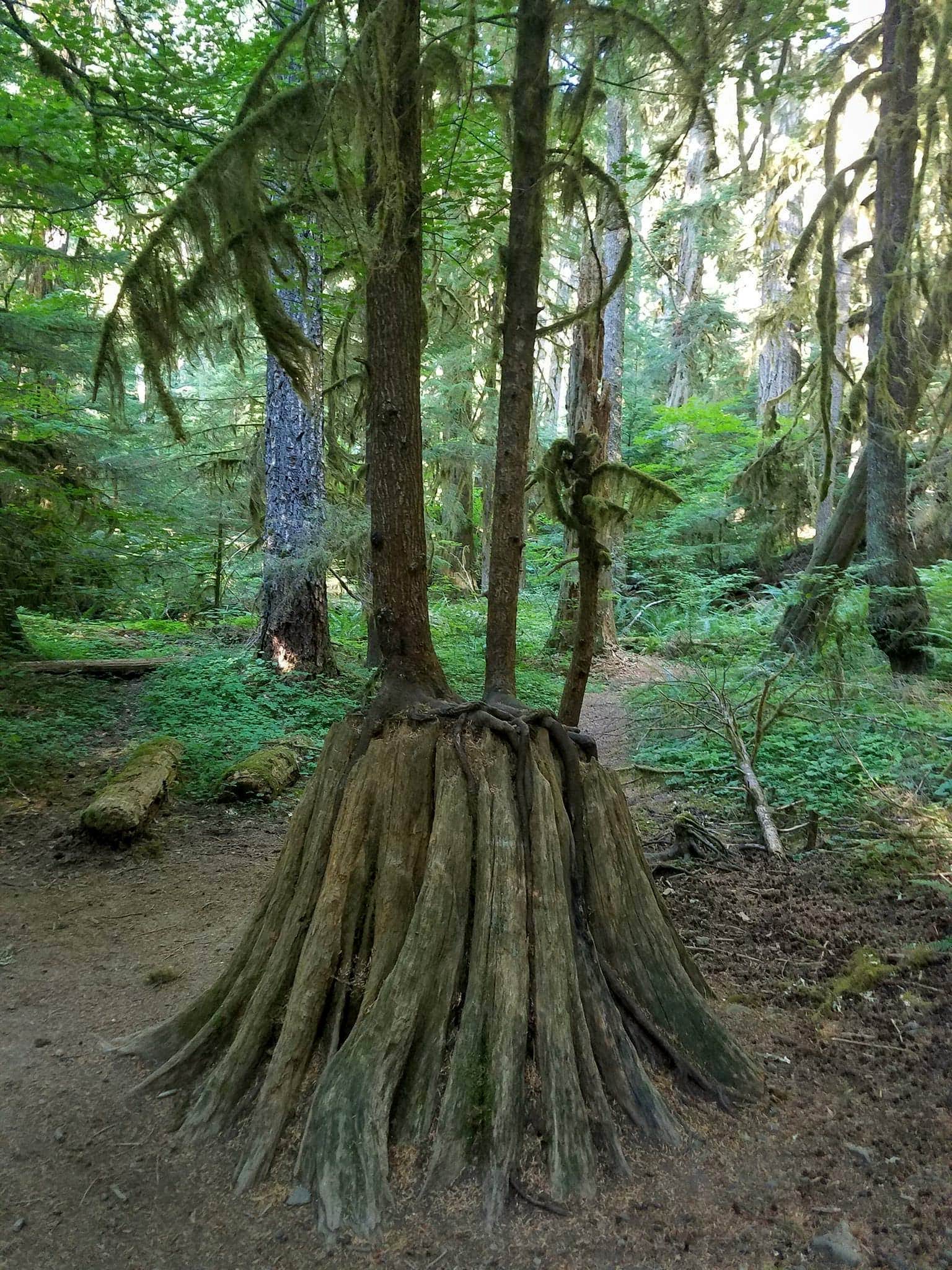 Camper submitted image from Bagby Hot Springs Campground - 1