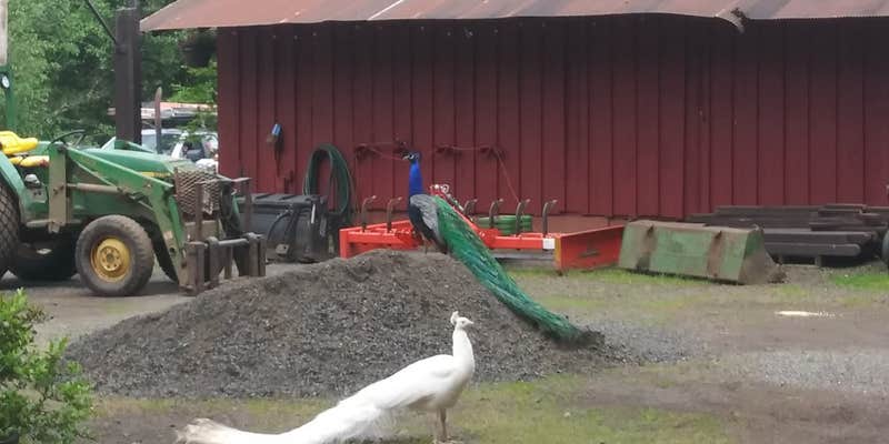 Camper submitted image from Horning's Hideout