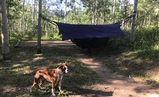 Ana A.'s photo of camping with pets at Woods Lake Campground near Ophir, CO