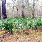 Review photo of Magnolia Campground — O'Leno State Park by Katrin M., December 20, 2021