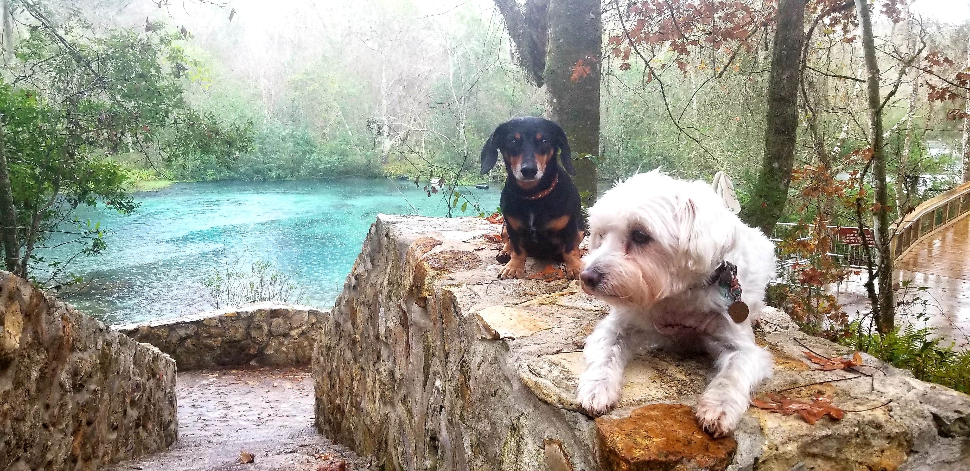 Katrin M.'s photo of camping with pets at Magnolia Campground — O'Leno State Park near Bell, FL