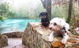 Katrin M.'s photo of camping with pets at Magnolia Campground — O'Leno State Park near Lake Butler, FL