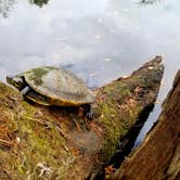 Review photo of Magnolia Campground — O'Leno State Park by Katrin M., December 20, 2021