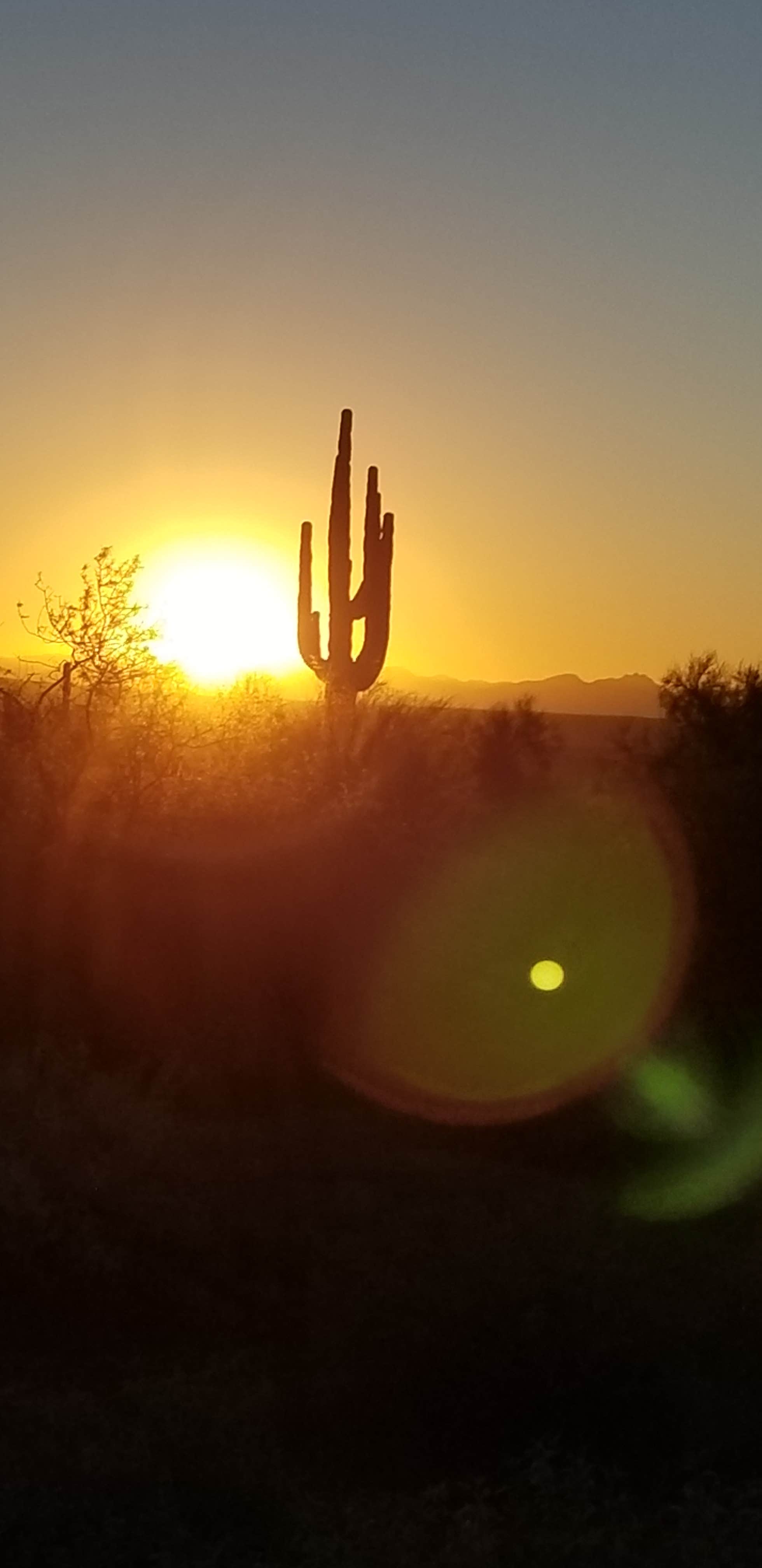 Camper-submitted photo at McDowell Regional Park-Ironwood near Glendale, AZ