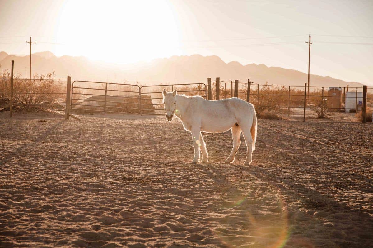 Camper-submitted photo at Cascade Trails Mustang Sanctuary near Yucca Valley, CA
