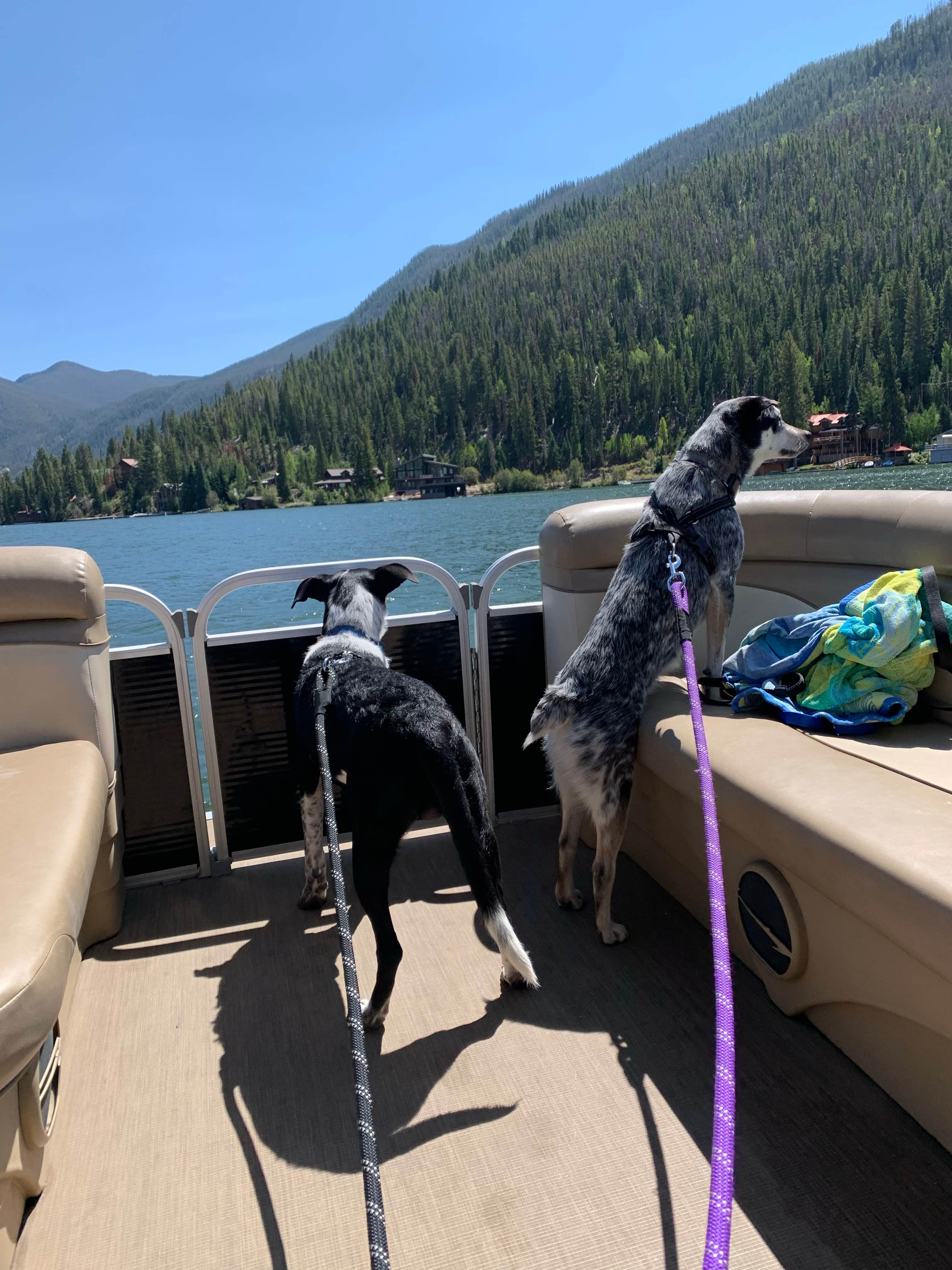 Penny H.'s photo of camping with pets at Stillwater Campground near Rocky Mountain National Park
